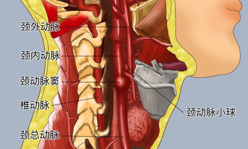 木瓜美容的功效和作用-木瓜美容的功效网 - 为你提供木瓜的功效与作用丰胸吗、木瓜美容的功效与禁忌