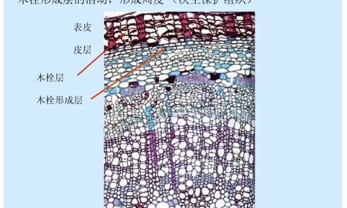 木瓜美容的功效网 - 为你提供木瓜的功效与作用丰胸吗、木瓜美容的功效与禁忌